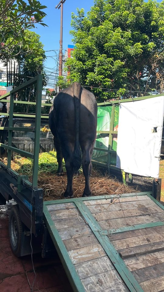 Pemberian pakan rumput segar bergizi
