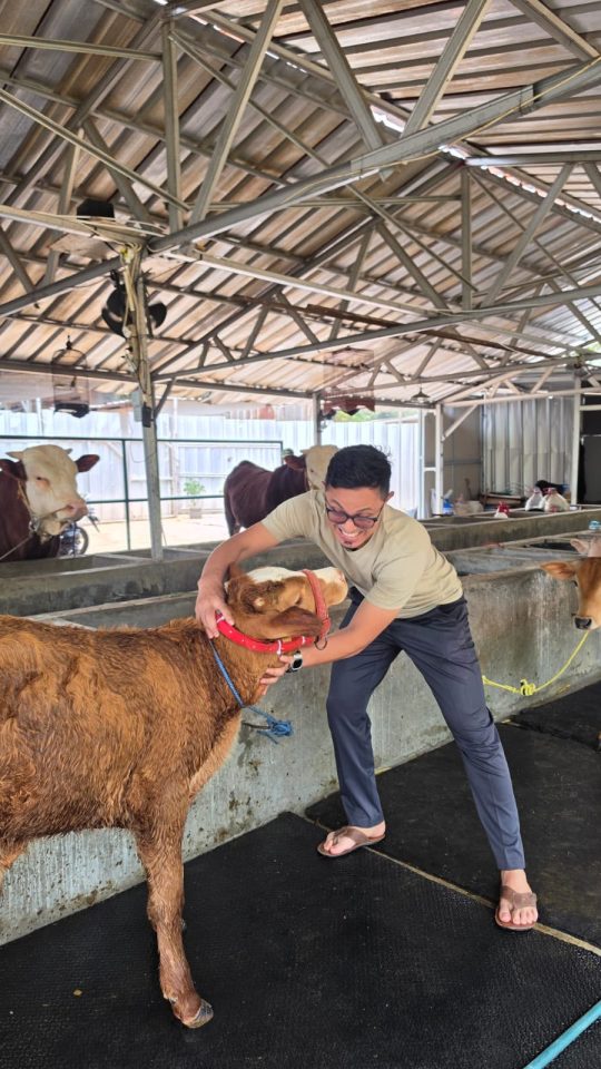 Sapi Pegon Ongole sehat